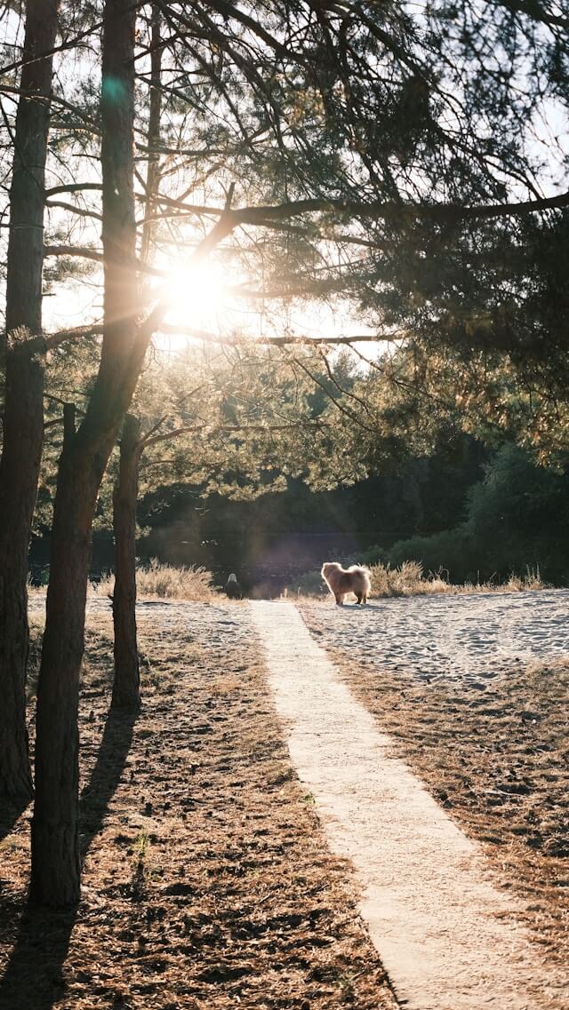 Persoon wandelt met een hond in Zeewolde